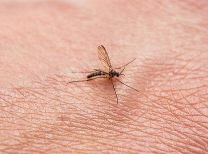 Eigendom Ondergeschikt Schep Muggenbeten: hoe voorkomen en ... genezen? | Lanaform